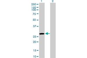 Western Blot analysis of USF1 expression in transfected 293T cell line by USF1 MaxPab polyclonal antibody. (USF1 antibody  (AA 1-310))