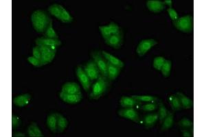 Immunofluorescent analysis of HepG2 cells using ABIN7150316 at dilution of 1:100 and Alexa Fluor 488-congugated AffiniPure Goat Anti-Rabbit IgG(H+L) (GINS2 antibody  (AA 1-185))