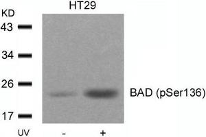 Western blot analysis of extracts from HT29 cells untreated or treated with UV using BAD(Phospho-Ser136) Antibody. (BAD antibody  (pSer136))