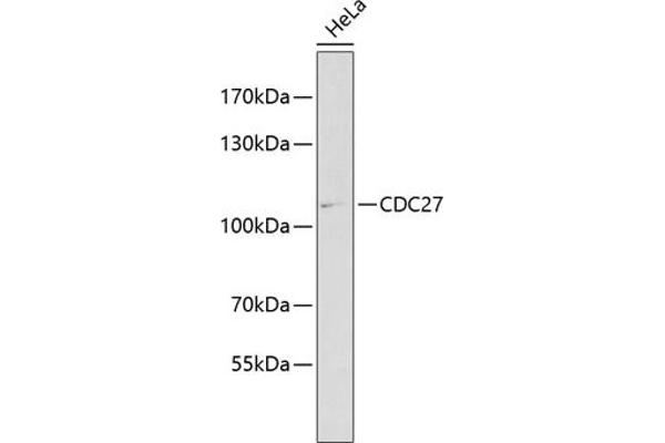 CDC27 antibody  (AA 551-830)