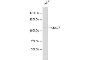 Western blot analysis of extracts of HeLa cells, using CDC27 antibody (ABIN3015756, ABIN3015757, ABIN1679113 and ABIN6219104) at 1:1000 dilution. (CDC27 antibody  (AA 551-830))