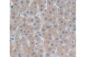 IHC-P analysis of liver tissue, with DAB staining. (Fibrosin antibody  (AA 1-250))