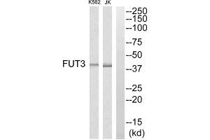 Western blot analysis of extracts from K562 cells and Jurkat cells, using MRPS7 antibody. (FUT3 antibody  (Internal Region))
