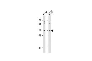 All lanes : Anti-OR5AK2 Antibody (C-term) at 1:1000 dilution Lane 1: Hela whole cell lysate Lane 2:  whole cell lysate Lysates/proteins at 20 μg per lane. (OR5AK2 antibody  (C-Term))