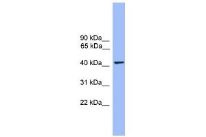 WB Suggested Anti-THEG Antibody Titration: 0.