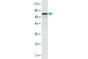 Western Blotting (WB) image for anti-DnaJ (Hsp40) Homolog, Subfamily B, Member 4 (DNAJB4) (AA 1-337) antibody (ABIN524489)