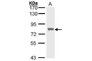 WB Image Sample (30 ug of whole cell lysate) A: Hela 7. (ALPL antibody  (Center))