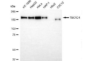 anti-TBC1 Domain Family, Member 4 (TBC1D4) antibody