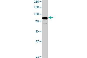 SP1 monoclonal antibody (M01A), clone 4H6. (SP1 antibody  (AA 89-198))