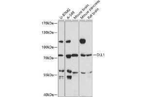 Western blot analysis of extracts of various cell lines, using DLL1 antibody (ABIN7266726) at 1:3000 dilution. (DLL1 antibody  (AA 573-723))