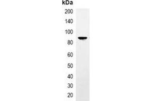 Immunoprecipitation of TAP-tagged protein from HEK293T cells transfected with vector overexpressing TAP tag, using Anti-TAP-tag Antibody. (TAP Tag antibody)