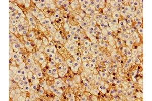 Immunohistochemistry of paraffin-embedded human adrenal gland tissue using ABIN7148939 at dilution of 1:100 (Cyclin H antibody  (AA 261-319))