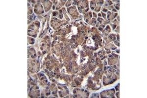 Formalin fixed and paraffin embedded human pancreas tissue reacted with RBPJL Antibody (N-term) followed by peroxidase conjugation of the secondary antibody and DAB staining. (RBPJL antibody  (N-Term))