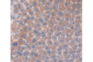 #VALUE! (Vitronectin antibody  (AA 19-468))
