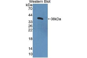 Western blot analysis of recombinant Human CNTN4. (Contactin 4 antibody  (AA 731-980))