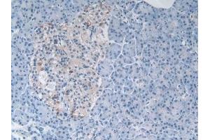Detection of MSTN in Human Pancreas Tissue using Polyclonal Antibody to Myostatin (MSTN) (MSTN antibody  (AA 267-375))