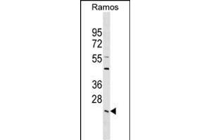 LYPLA2 Antibody (C-term) (ABIN1536801 and ABIN2849366) western blot analysis in Ramos cell line lysates (35 μg/lane). (LYPLA2 antibody  (C-Term))