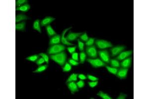 Immunofluorescence analysis of U2OS cells using POLE3 antibody. (POLE3 antibody  (AA 1-147))