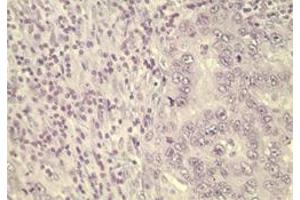 Image no. 2 for anti-Wingless-Type MMTV Integration Site Family, Member 5A (WNT5A) (AA 190-230) antibody (ABIN207746) (WNT5A antibody  (AA 190-230))