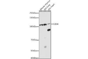 Western blot analysis of extracts of various cell lines, using CD34 antibody (ABIN6134661, ABIN6138169, ABIN6138171 and ABIN6218103) at 1:1000 dilution. (CD34 antibody  (C-Term))