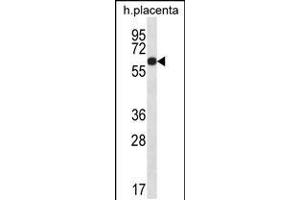 Western blot analysis in human placenta tissue lysates (35ug/lane). (GLCCI1 antibody  (AA 226-255))