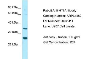 Western Blotting (WB) image for anti-Hydroxypyruvate Isomerase (Putative) (HYI) (N-Term) antibody (ABIN2789850)