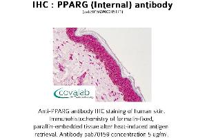 Image no. 2 for anti-Peroxisome Proliferator-Activated Receptor gamma (PPARG) (Internal Region) antibody (ABIN1738287)