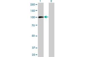 Western Blot analysis of AHR expression in transfected 293T cell line by AHR monoclonal antibody (M03), clone 3H4. (Aryl Hydrocarbon Receptor antibody  (AA 721-820))