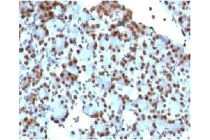 IHC staining of rat pancreas with SUMO1 antibody (clone S1MT-2). (SUMO1 antibody)