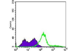 Flow cytometric analysis of Jurkat cells using CD3E mouse mAb (green) and negative control (purple). (CD3 epsilon antibody)