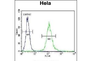 Flow cytometric analysis of Hela cells (right histogram) compared to a negative control cell (left histogram). (Cytochrome C1 antibody  (C-Term))