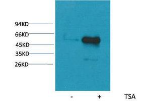 Western Blot (WB) analysis of extracts from HeLa cells, untreated (-) or treated with TSA (1muM, 18 hr+), using Acetyl- a-tubulin(Lys40) Mouse Monoclonal Antibody 1:2000. (alpha Tubulin antibody  (acLys40))