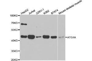 Western blot analysis of extracts of various cell lines, using ATG4A antibody.