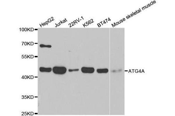 ATG4A 抗体  (AA 289-398)