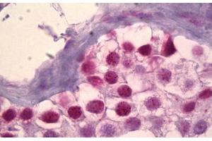 Anti-MSK1 antibody IHC staining of human testis.