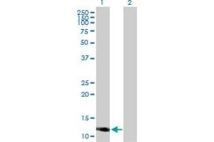Western Blot analysis of IFITM3 expression in transfected 293T cell line by IFITM3 MaxPab polyclonal antibody. (IFITM3 antibody  (AA 1-133))