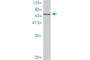 Western Blot detection against Immunogen (66. (MRI1 antibody  (AA 1-369))