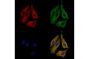 ABIN7094010 and ABIN7098054 staining HepG2 cells by IF/ICC.