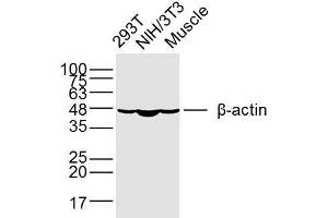 Western Blotting (WB) image for anti-Actin, beta (ACTB) (AA 1-25) antibody (ABIN4906581)