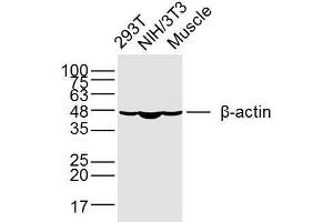 Lane 1: 293T, Lane 2: NIH/3T3, Lane 3: mouse muscle lysates probed with beta-Actin (1A2) Monoclonal Antibody (bsm-33036M) at 1:300 overnight at 4°C followed by a conjugated secondary antibody for 60 minutes at 37°C. (beta Actin antibody  (AA 1-25))