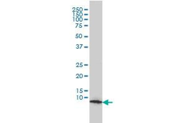 HSPE1 antibody  (AA 1-102)