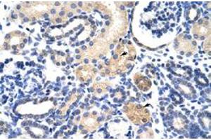 Immunohistochemical staining (Formalin-fixed paraffin-embedded sections) of human kidney with EMG1 polyclonal antibody  at 4-8 ug/mL working concentration. (EMG1 antibody  (N-Term))