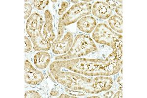 Immunohistochemistry of paraffin-embedded rat kidney using IDH1 Rabbit mAb (ABIN7268027) at dilution of 1:500 (40x lens). (IDH1 antibody)