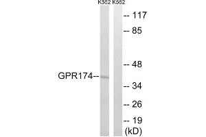 Western blot analysis of extracts from K562 cells, using GPR174 antibody. (GPR174 antibody  (Internal Region))