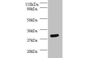 Western blot All lanes: YWHAH antibody at 2 μg/mL + Mouse spleen tissue Secondary Goat polyclonal to rabbit IgG at 1/10000 dilution Predicted band size: 29 kDa Observed band size: 29 kDa (14-3-3 eta antibody  (AA 4-246))