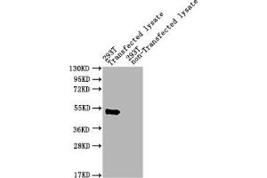 Western Blot Positive WB detected in: pat 293T Transfected lysate, 293T non-Transfected lysate All lanes: pat antibody at 1:2000 Secondary Goat polyclonal to rabbit IgG at 1/50000 dilution Predicted band size: 49 kDa Observed band size: 49 kDa (Pvt-Associated Transcript antibody  (AA 1-183))