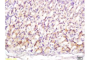 Formalin-fixed and paraffin embedded mouse stomach labeled with Anti-MT3/Metallothionein 3 Polyclonal Antibody, Unconjugated (ABIN1714565) at 1:200 followed by conjugation to the secondary antibody and DAB staining (MT3 antibody  (AA 1-68))