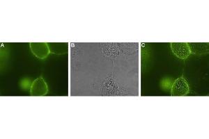 Immunocytochemistry (ICC) image for anti-Nerve Growth Factor Receptor (NGFR) (AA 188-203), (Extracellular) antibody (Atto 488) (ABIN7043345)
