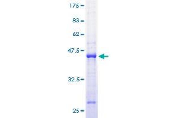 MRPL23 Protein (AA 1-153) (GST tag)