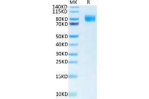 Biotinylated Human M-CSF R on Tris-Bis PAGE under reduced condition. (CSF1R Protein (His-Avi Tag,Biotin))